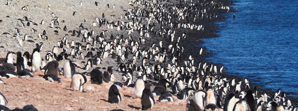 Koloni af adeliepingviner på Paulet Island