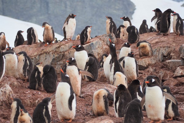 Koloni af æselpingviner