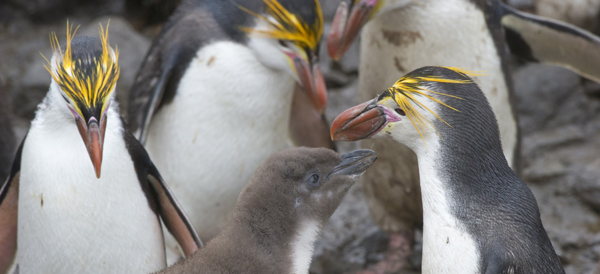 Macaroni pingvin på Antarktis