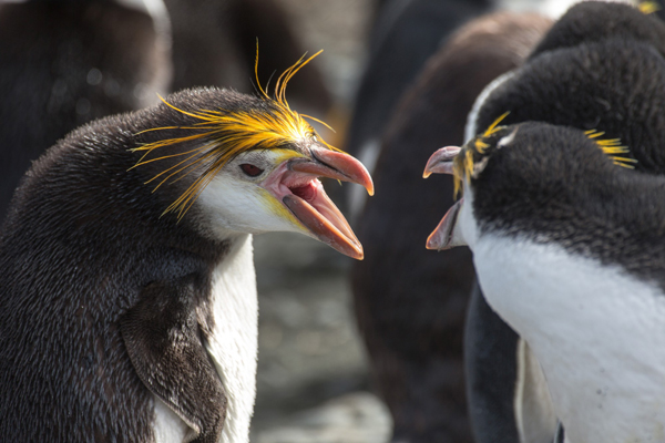Guldlokket pingvin på Antarktis