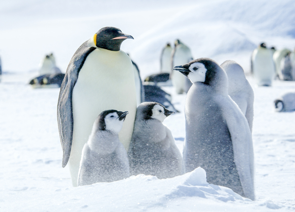 Kejserpingviner på Antarktis