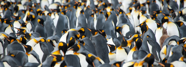 Koloni af kongepingviner på South Georgia