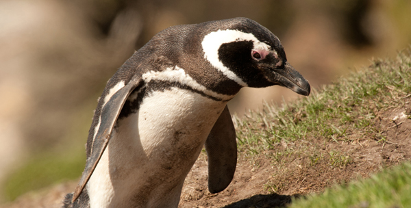 Magellanpingviner