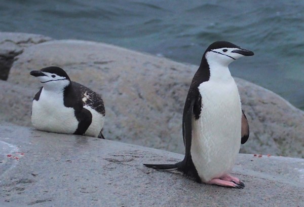 Rempingviner på Antarktis