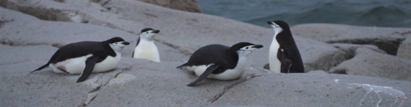 Rempingviner ved Portal Point