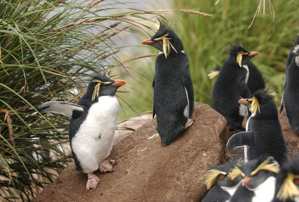 Springpingvin på Antarktis