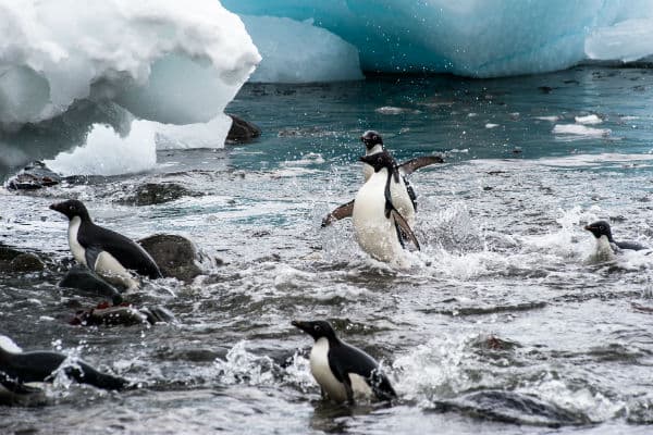 Der er mange forskellige pingviner på Petermann Island