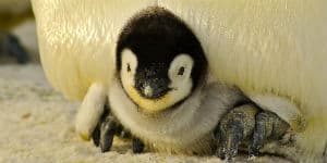 Mød pingvinunger på Antarktis