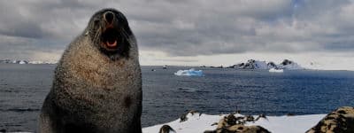 Oplev sæler på Antarktis