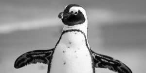 Der findes mange forskellige arter af pingviner på Antarktis