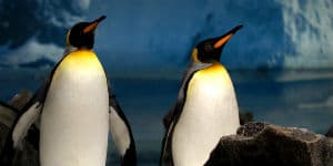 Kongepingviner på Antarktis
