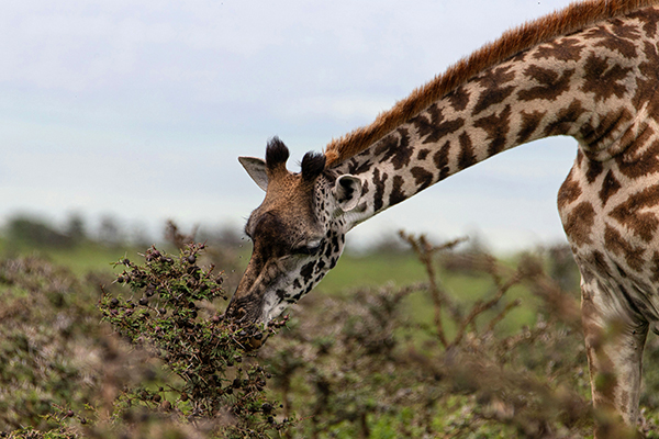 safria i afrika med børn