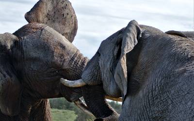 Læs mere om Sydafrika