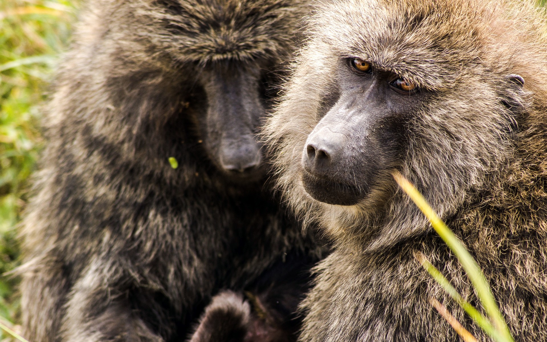 Læs mere om Tanzania