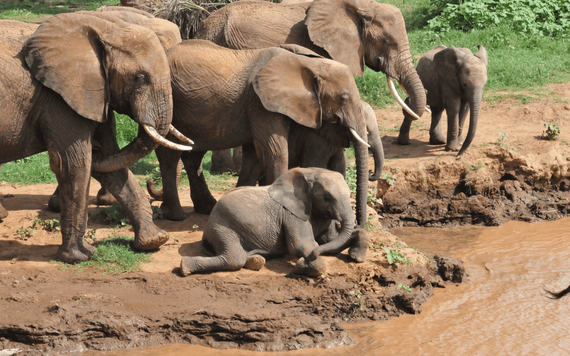 Elefanter set på safari i Afrika