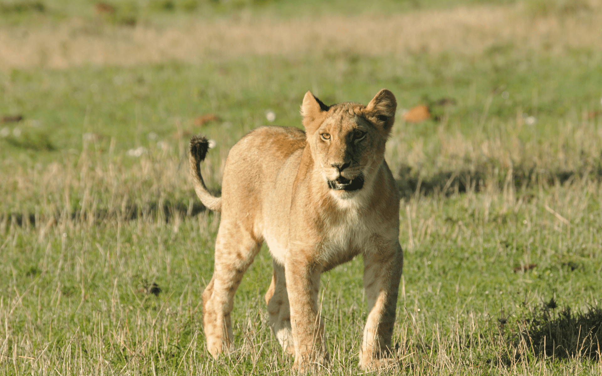 Løve set på safari i Afrika