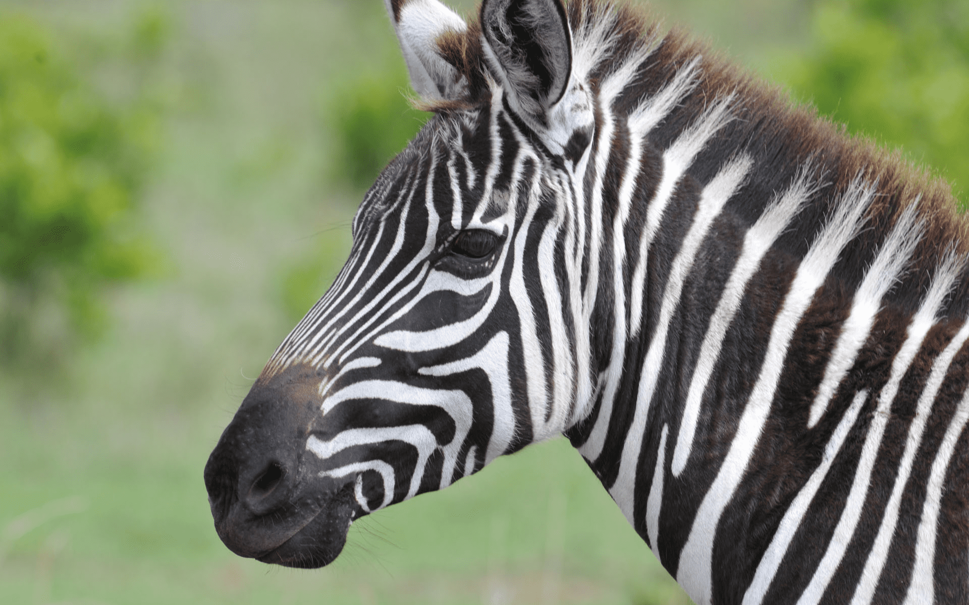 Zebra set på safari i Afrika