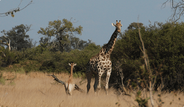 To giraffer i Moremi