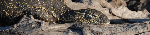 Chobe nationalpark i Botswana