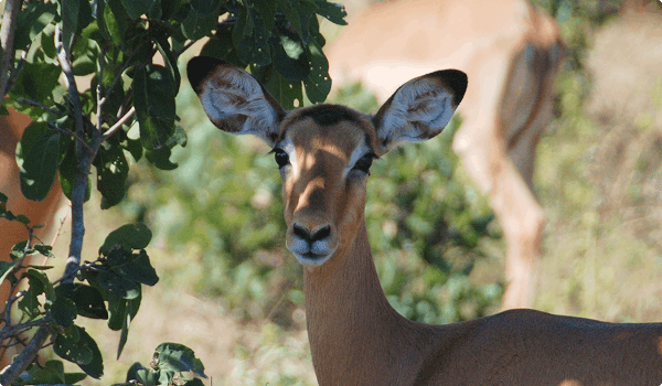 Chobe i Botswana