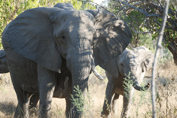 Elefanter i Chobe i Botswana