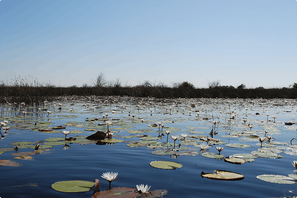 Okavango Delta i Botswana