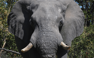 Elefant i Botswana