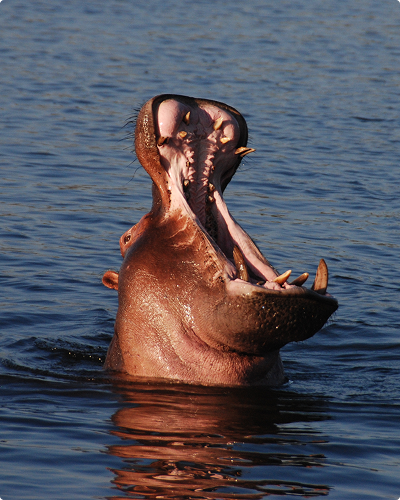 Flodhest i Chobe Nationalpark