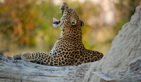 Oplev Okavango Delta på din rejse til Botswana