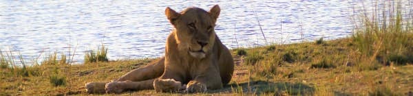 Oplev Chobe nationalpark på din rejse til Botswana