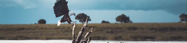 Oplev at sejle i Mokoro på din rejse til Botswana