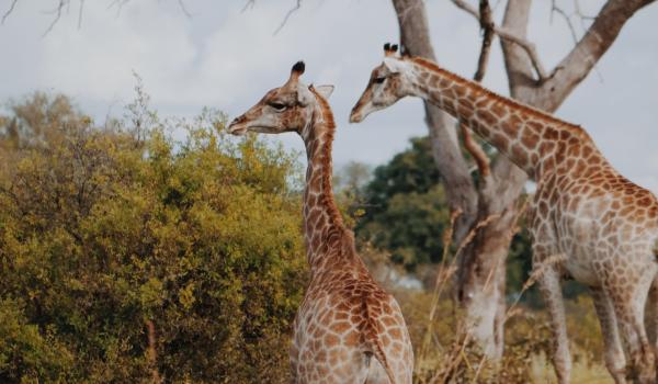 Oplev Okavango Delta på din rejse til Botswana