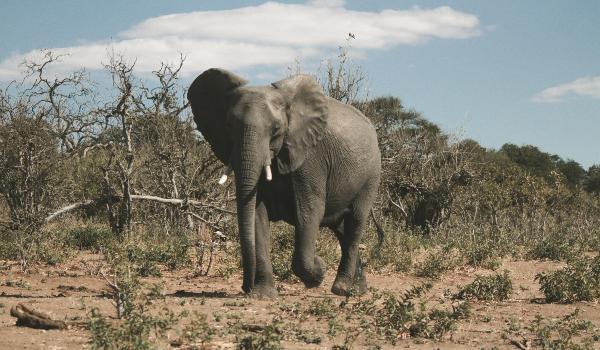 Oplev Chobe nationalpark på din rejse til Botswana