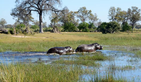 Oplev Okavango Delta på din rejse til Botswana