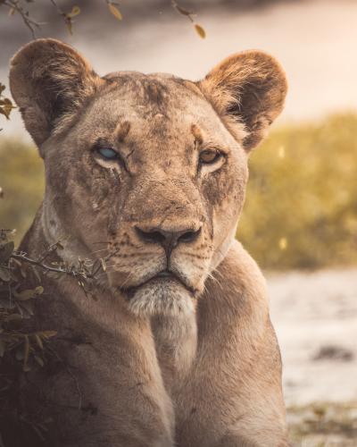 Find rejse til Botswana