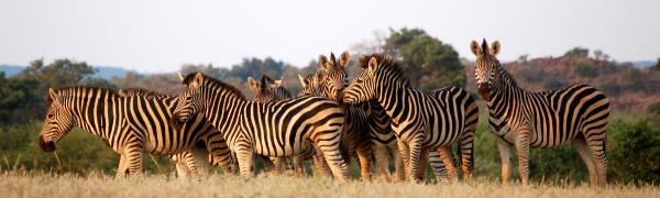 Tag på safari rejse i Botswana