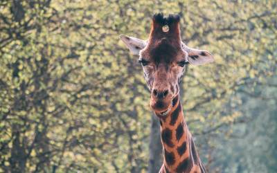 Rejs til Afrika og oplev de mange vilde dyr