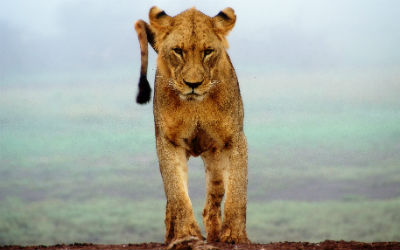 Se løver i Nyeri på din rejse til Kenya