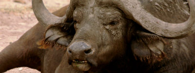 Stor bøffel i Kenya