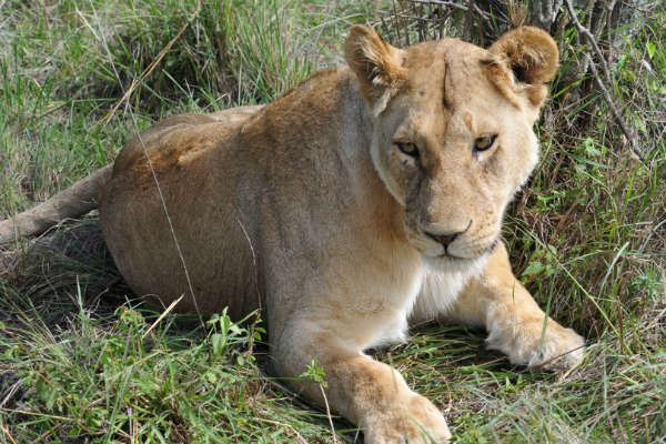 Løvinde ligger på græsset