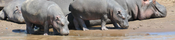 Flodheste drikker fra flod