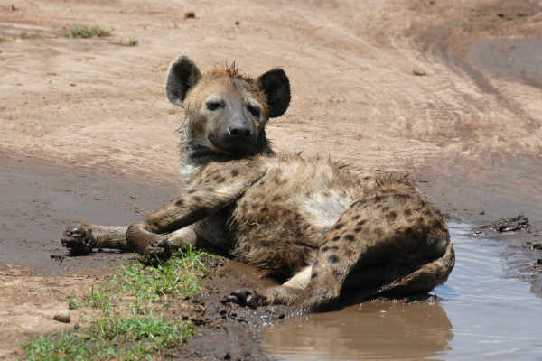 Hyæne fra Kenya