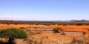 Savanne i Kenya ved Karen Blixen Campen