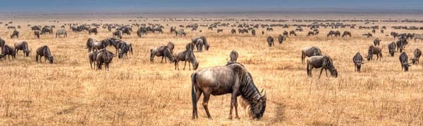 dyr ved Lake Nakuru i Kenya