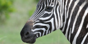 Zebra i Kenya
