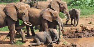 Elefanter på savannen i Kenya