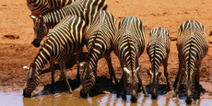 Husk vaccination når du rejser til Kenya for safari