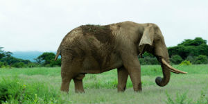 Elefant i Amboseli nationalpark