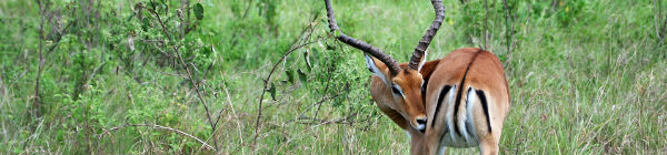 Kenyansk gazelle
