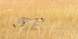 Leopard i Amboseli